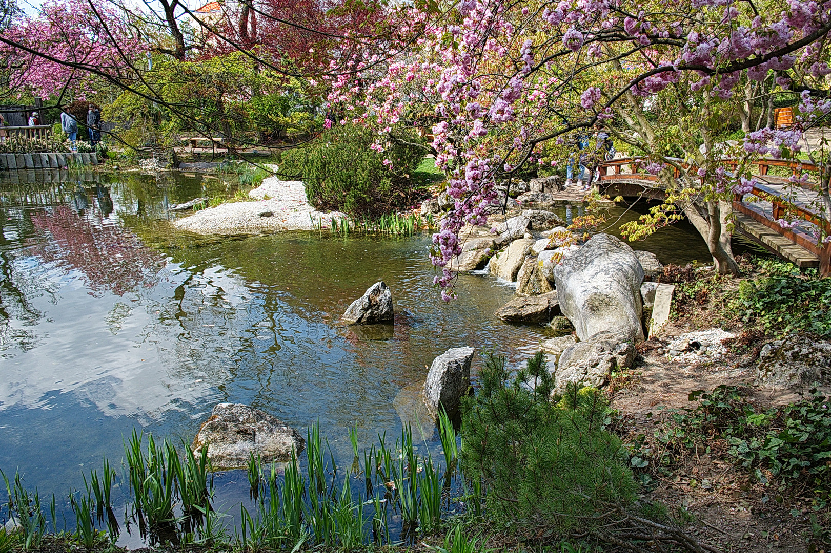 Japanische Kirschblüte in Wien