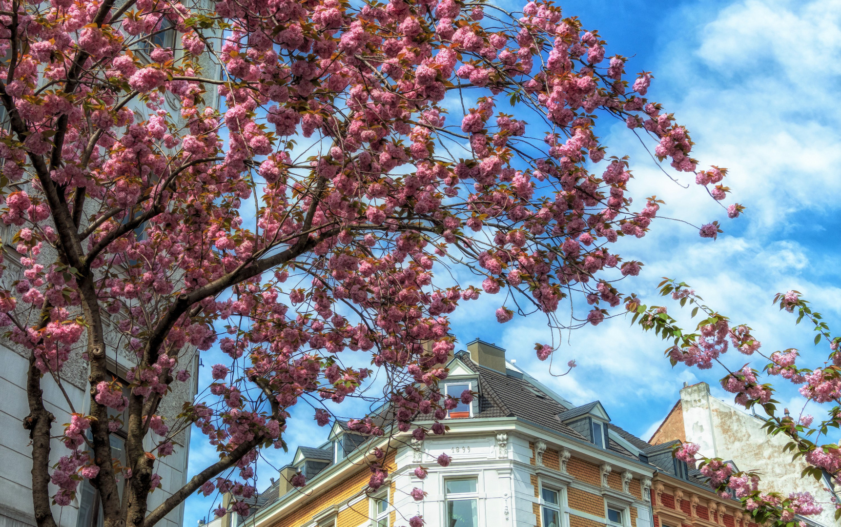 Japanische Kirschblüten 