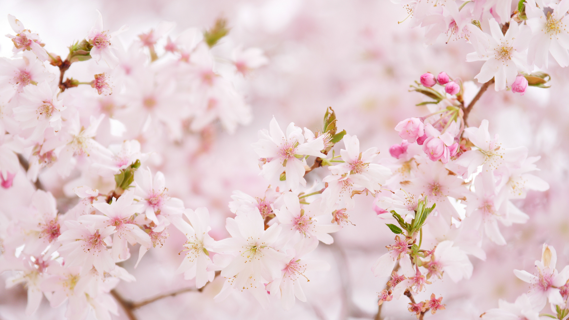 japanische Kirschblüten 
