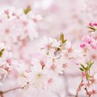 japanische Kirschblüten 