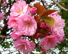 Japanische Kirschblüten