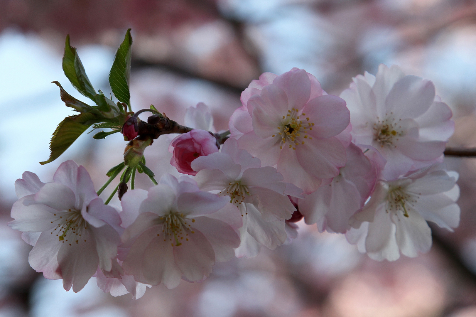 Japanische Kirschblüten 2