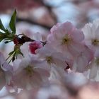 Japanische Kirschblüten 2