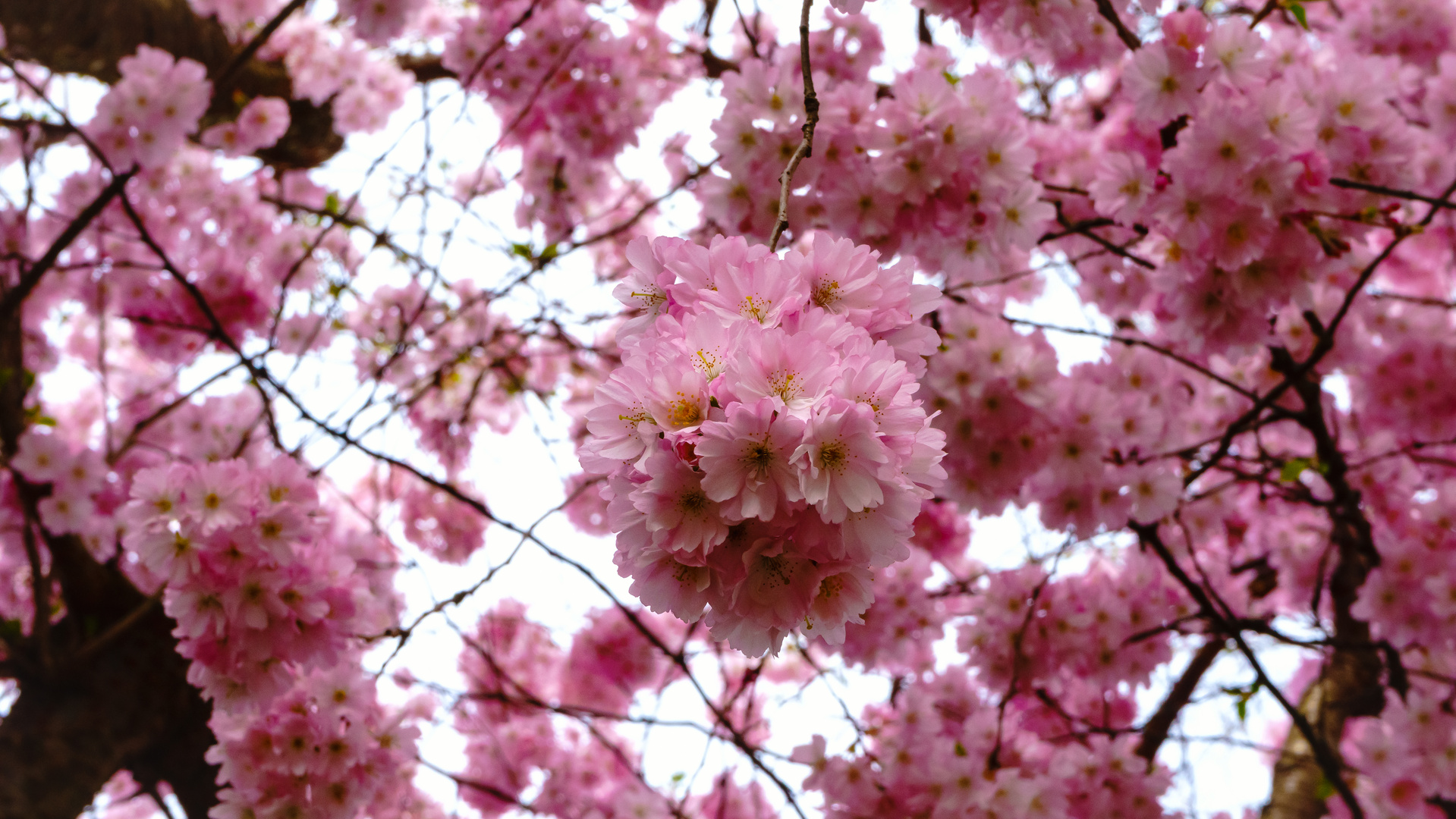 Japanische Kirschblüten