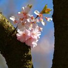 Japanische Kirschblüten