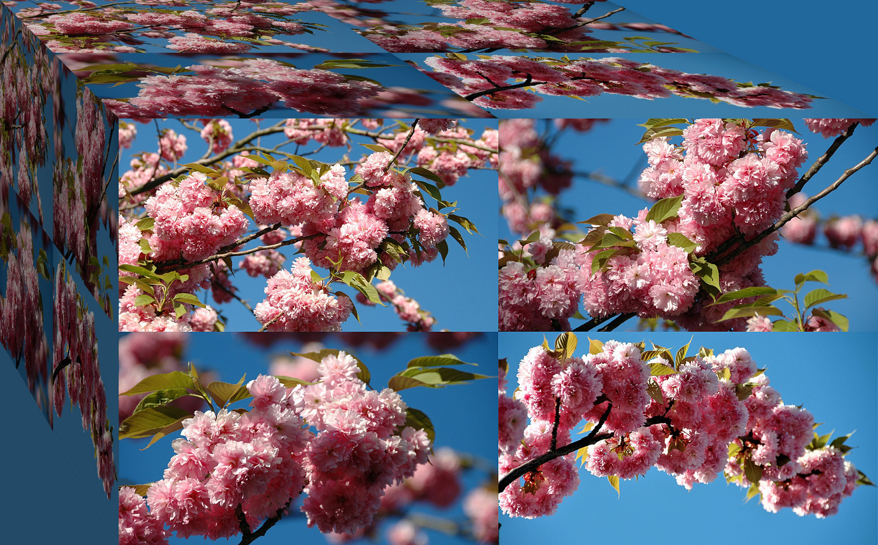 japanische Kirschblüten