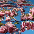 japanische Kirschblüten