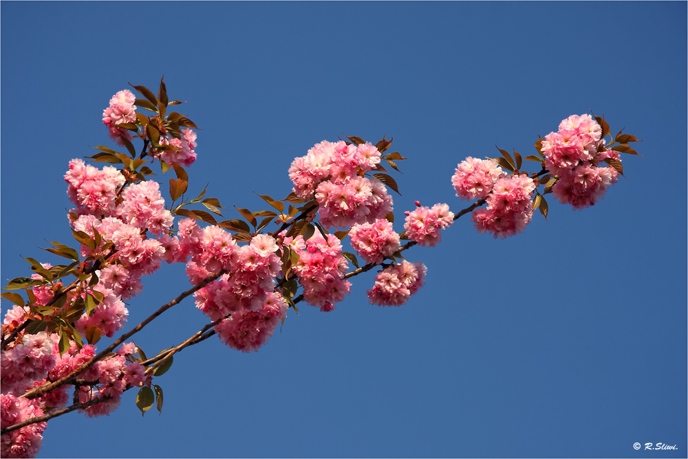 Japanische Kirschblüten