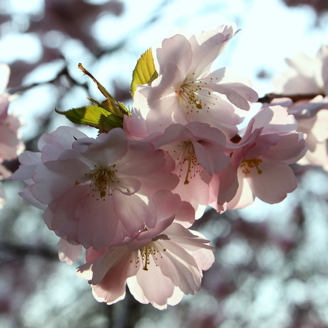 Japanische Kirschblüten