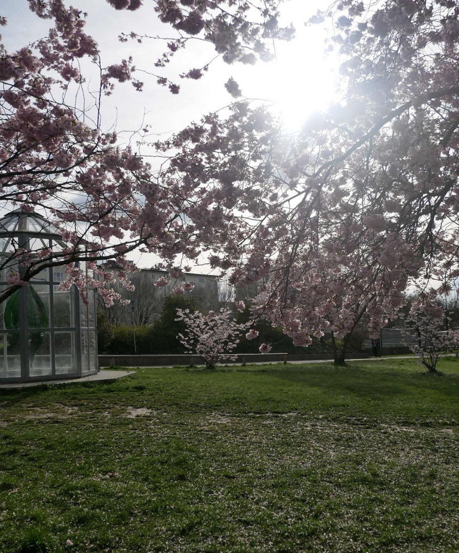 Japanische Kirschblüten 