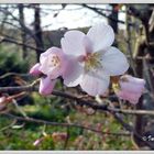 japanische Kirschblüten