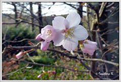 japanische Kirschblüten