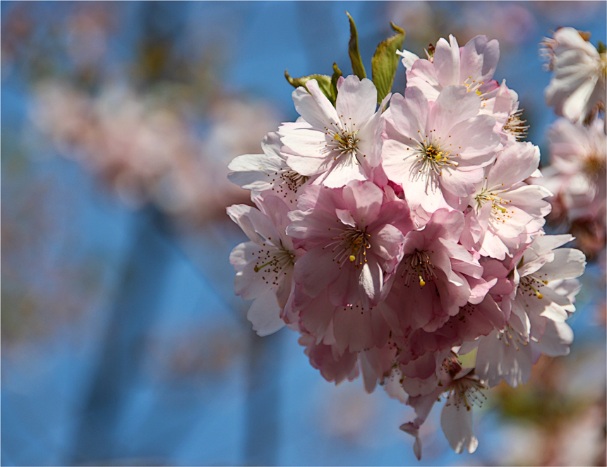 Japanische Kirschblüten