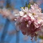 Japanische Kirschblüten