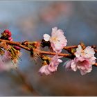 Japanische Kirschblüten