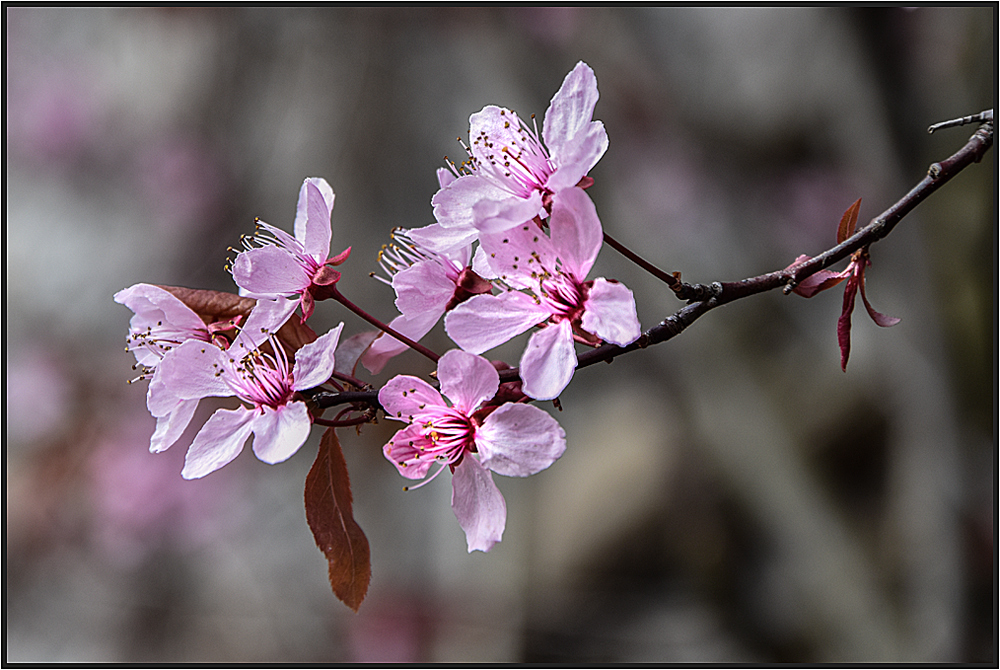 Japanische Kirschblüten