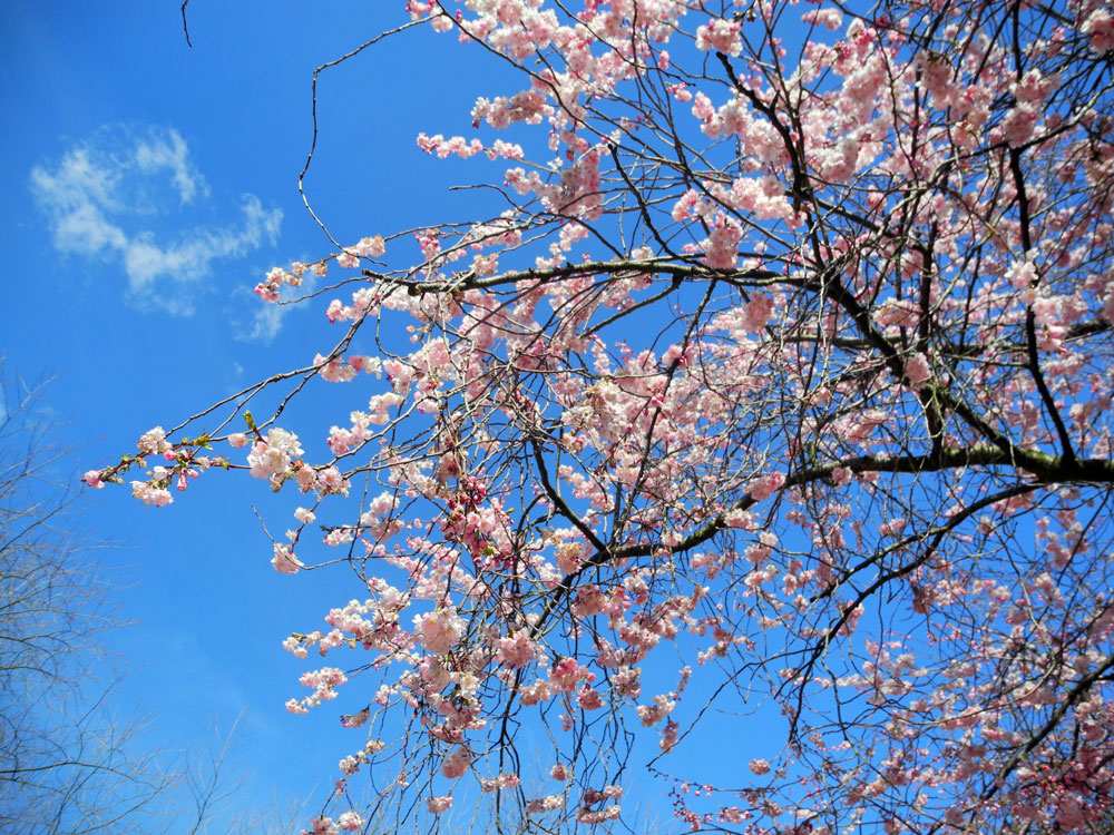 Japanische Kirschblüten