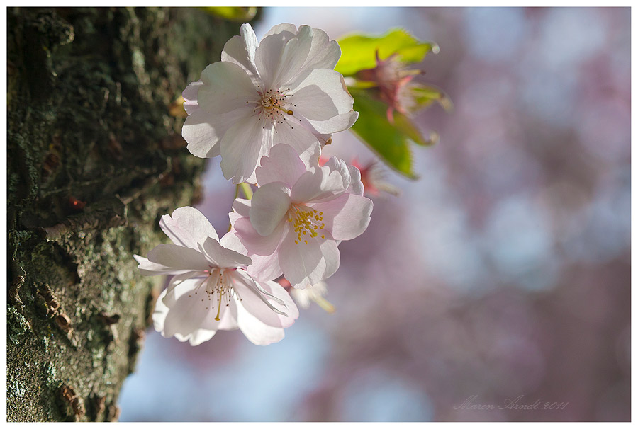 Japanische Kirschblüten