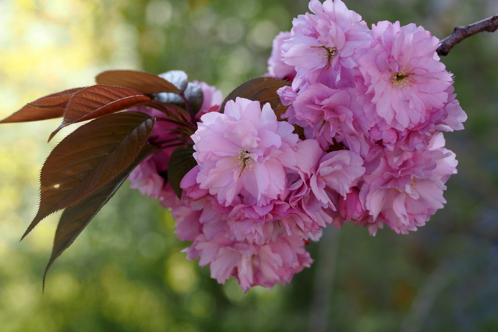 japanische kirschblüten