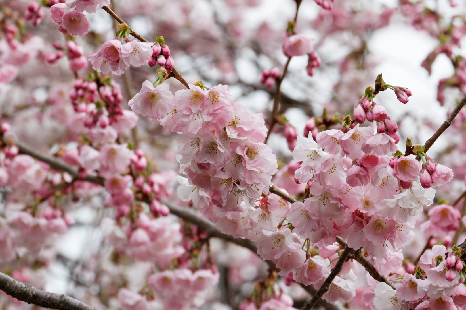 Japanische Kirschblüten 