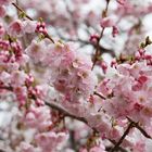 Japanische Kirschblüten 