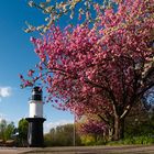 Japanische Kirschblüten 