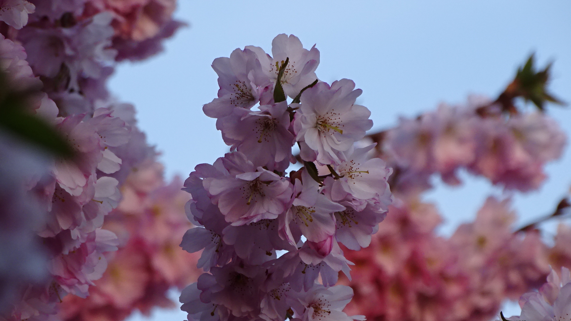 Japanische Kirschblüten auf rosa blauem Hintergrund