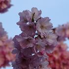 Japanische Kirschblüten auf rosa blauem Hintergrund