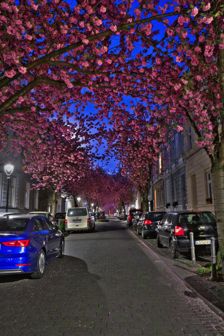 Japanische Kirschblüten