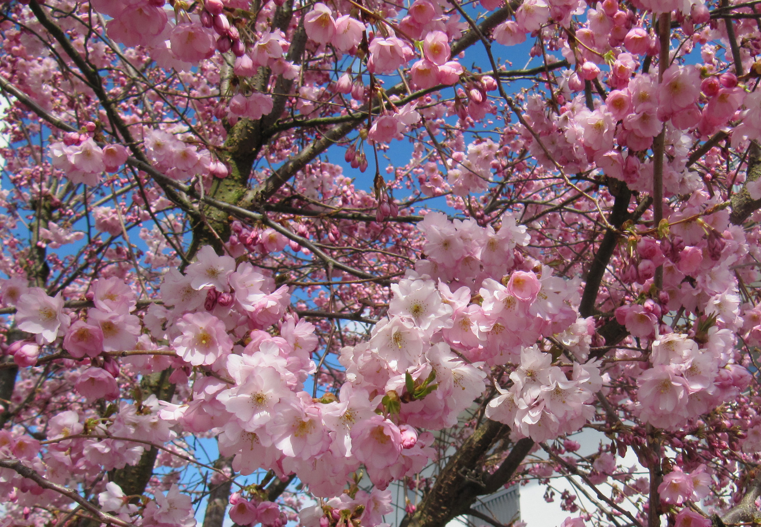 japanische Kirschblüten