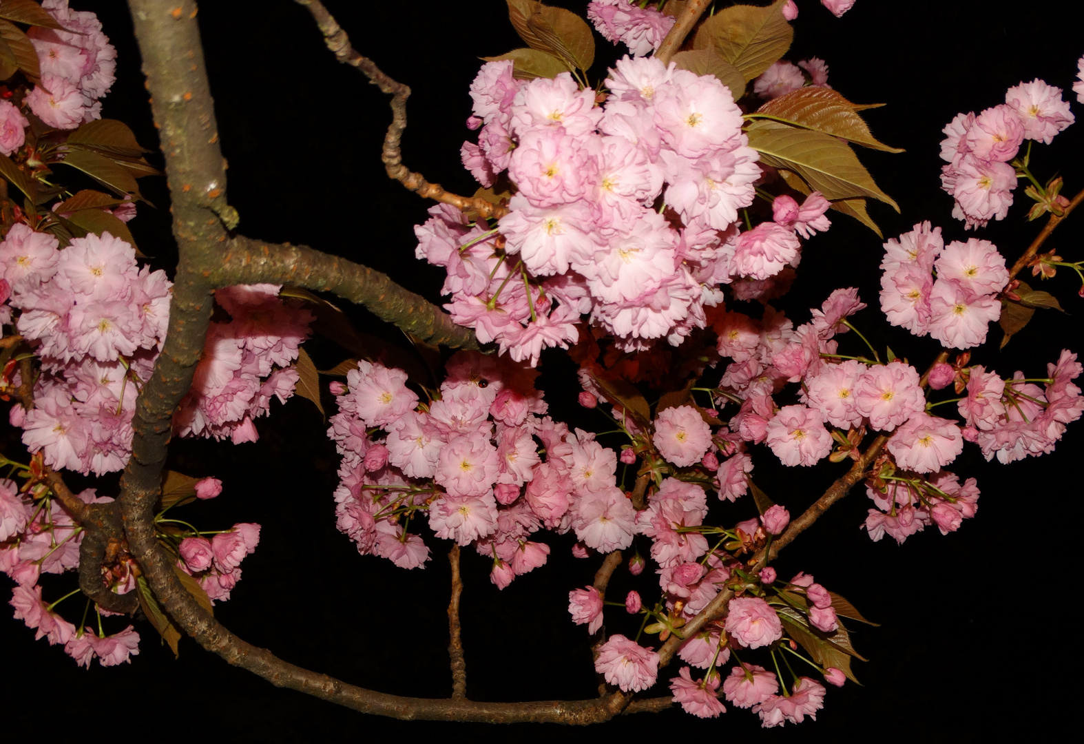 Japanische Kirschblüten