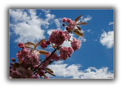 Japanische Kirschblüten