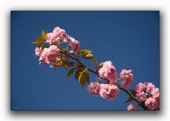 Japanische Kirschblüten