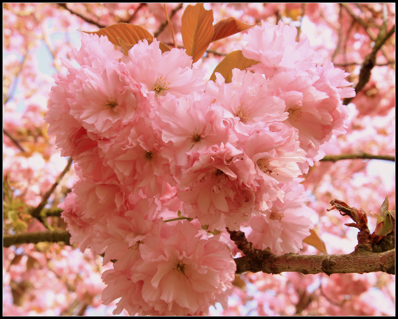 Japanische Kirschblüten