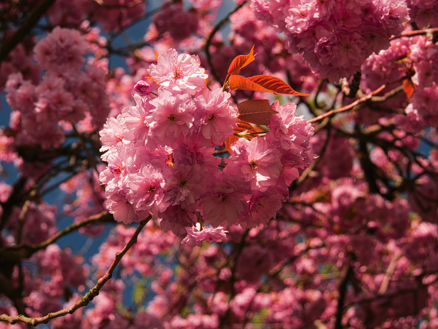 Japanische Kirschblüten 