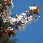 Japanische Kirschblüten