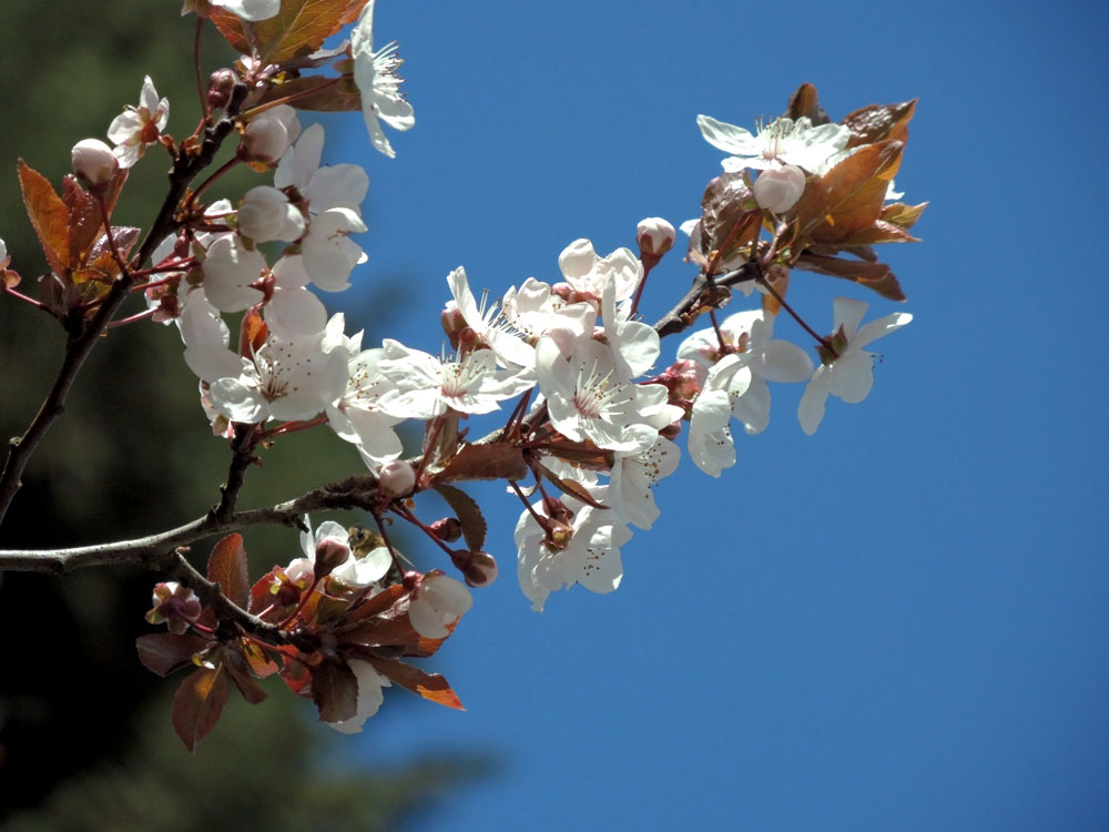 Japanische Kirschblüten