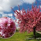 Japanische Kirschblüten, Hanami