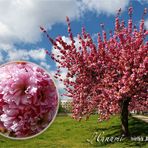 Japanische Kirschblüten, Hanami