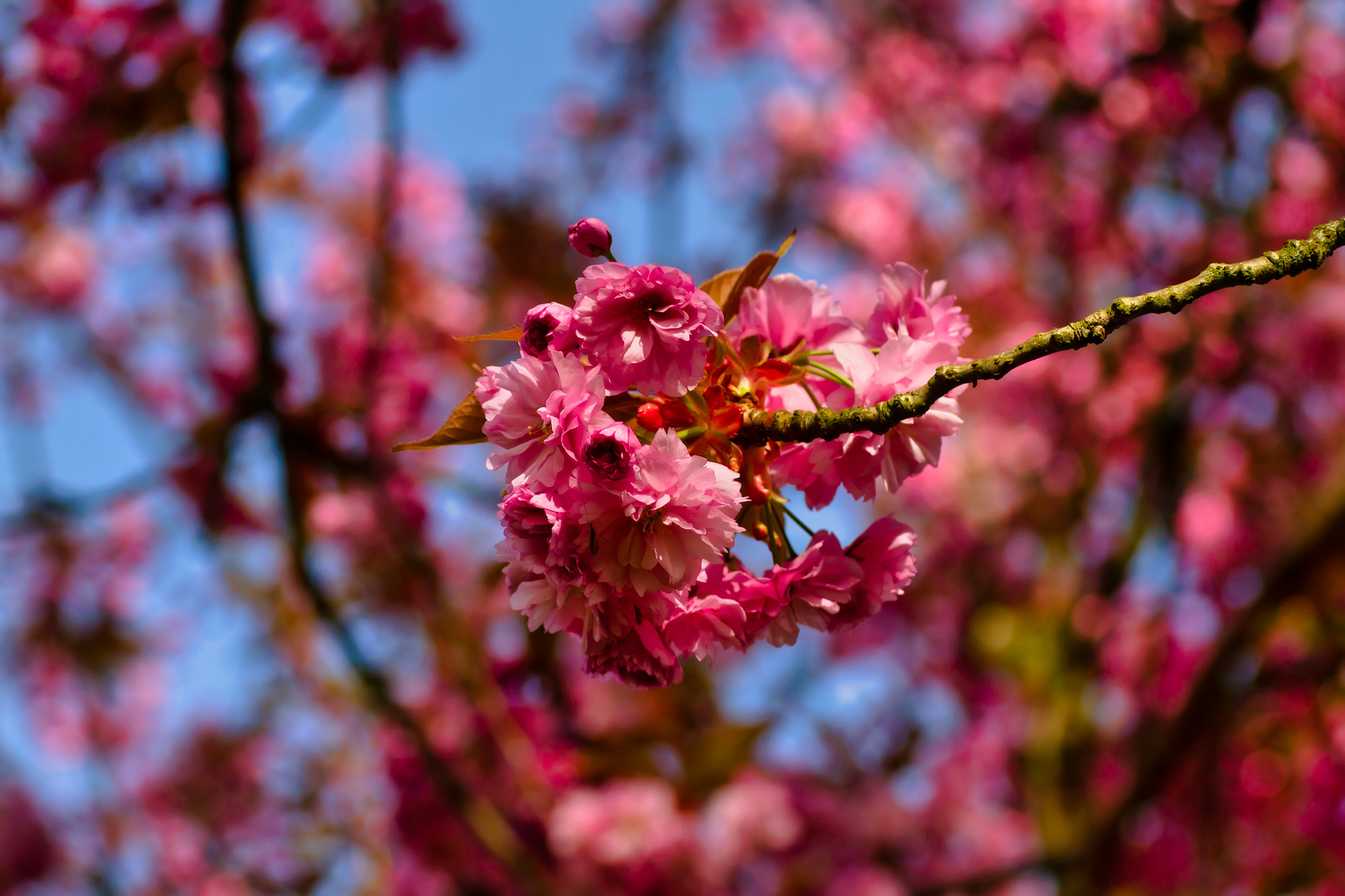 Japanische Kirschblüten III