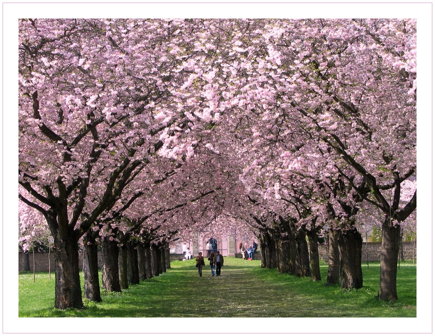 Japanische Kirschblüten im Schwetzinger Schlossgarten Foto