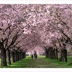 Japanische Kirschblüten im Schwetzinger Schlossgarten