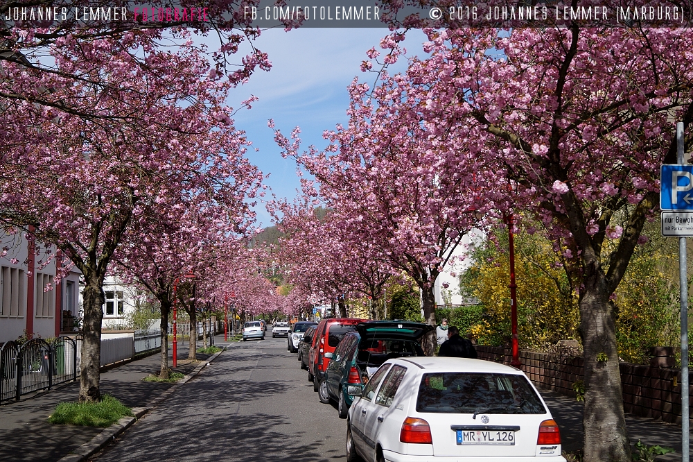 Japanische Kirschblüten in Marburg - Mit A58
