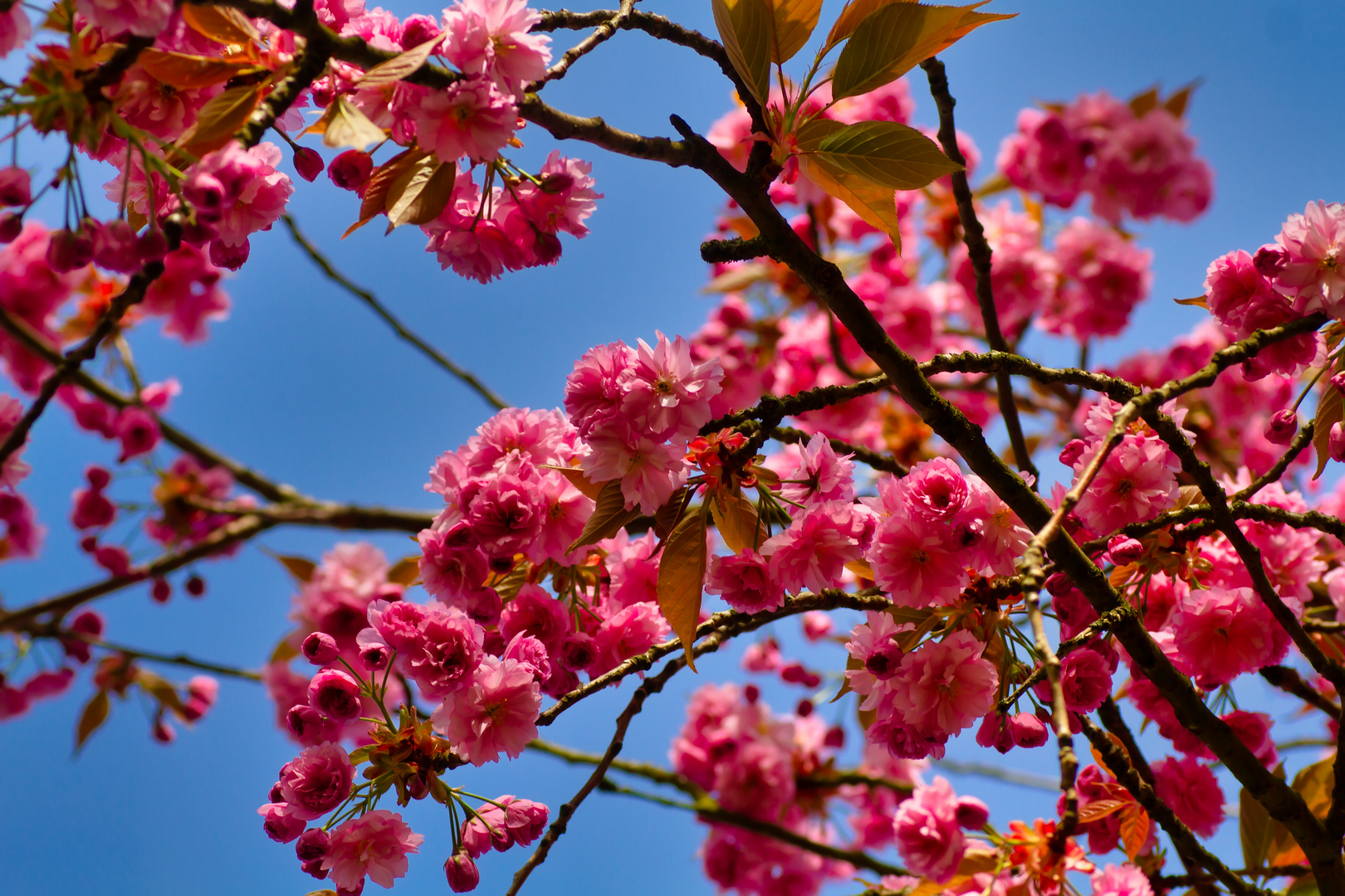 Japanische Kirschblüten IV