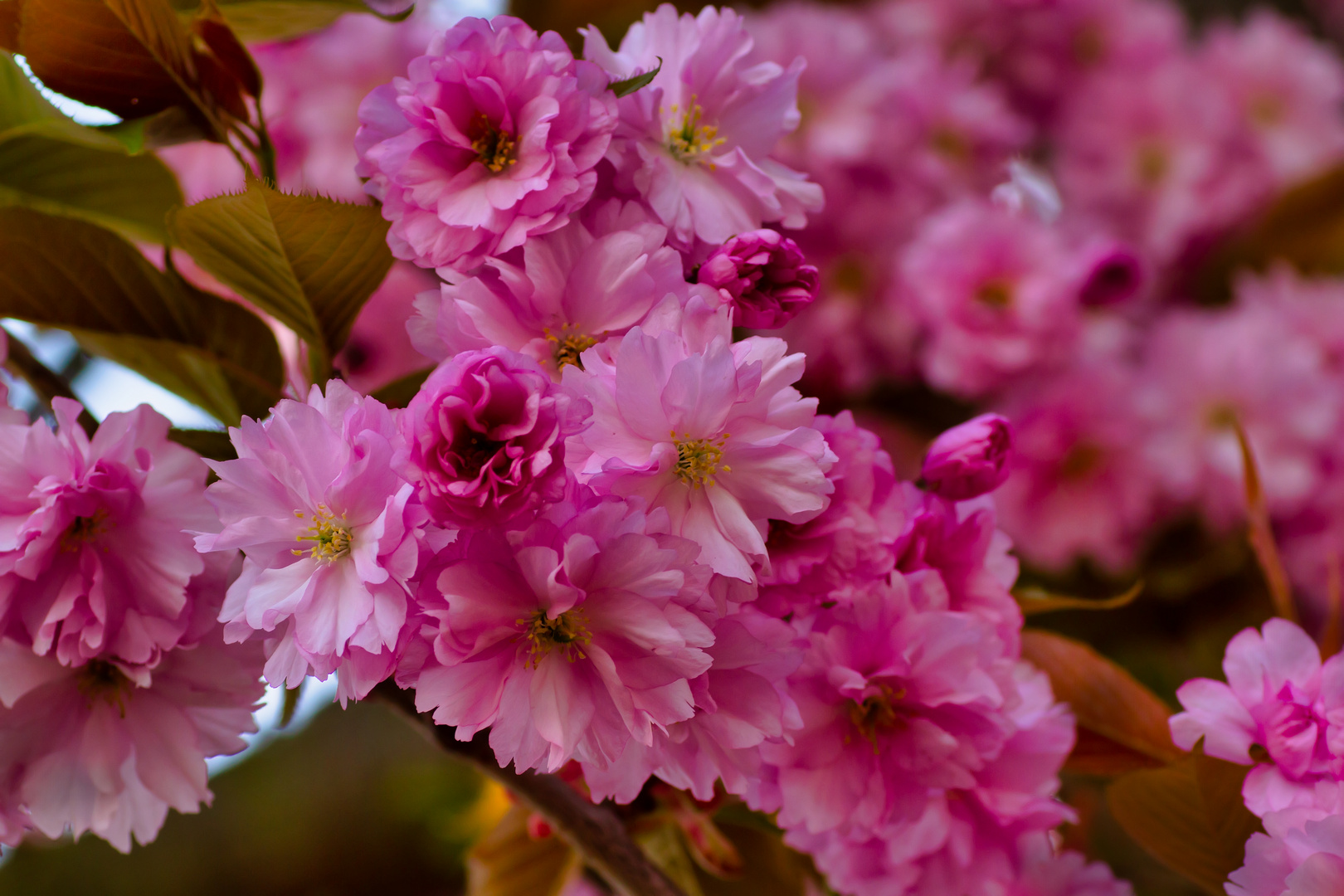 Japanische Kirschblüten V