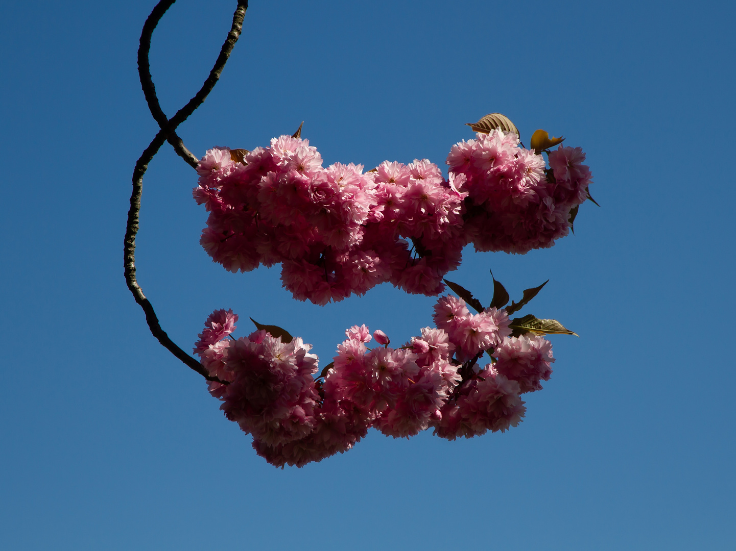 Japanische Kirschblüten VI