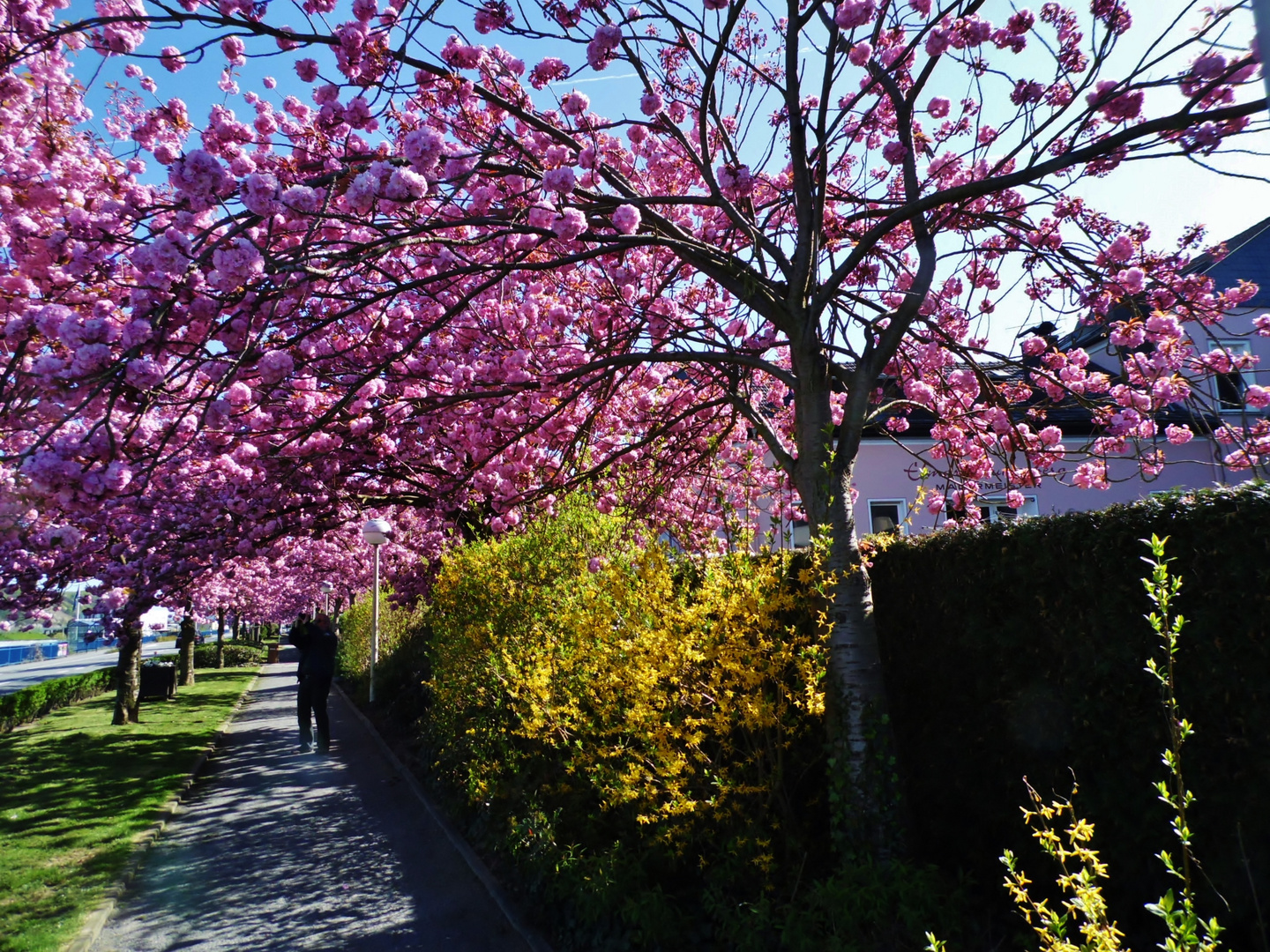 Japanische Kirschblütenallee in Remagen-Oberwinter