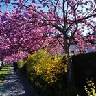 Japanische Kirschblütenallee in Remagen-Oberwinter