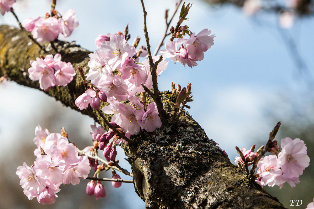 Japanische Kirsche 2 Foto & Bild jahreszeiten, frühling, gärten und