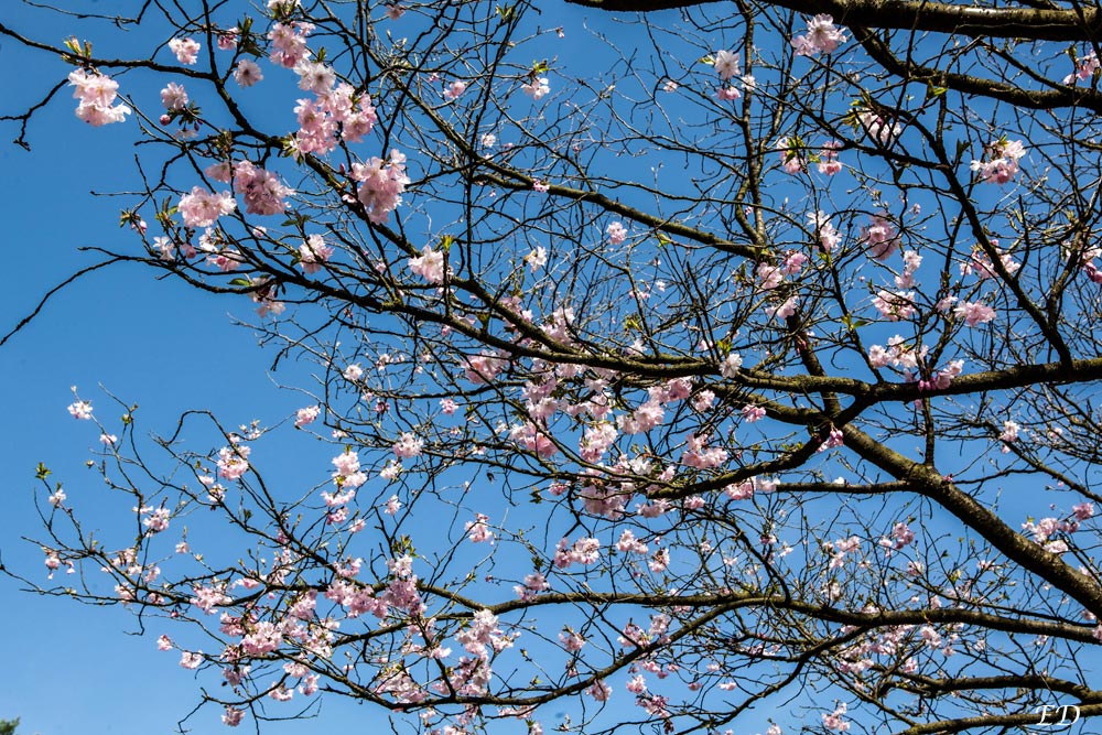 Japanische Kirsche 3 Foto & Bild jahreszeiten, frühling, gärten und